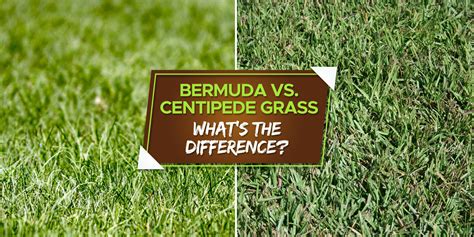 Bermuda vs. Centipede Grass: Which is Better? - Grow Your Yard