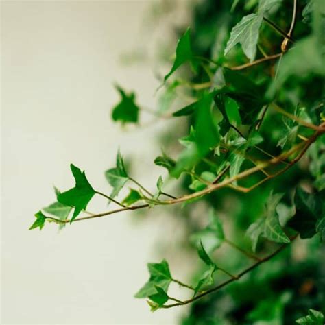 How to Care for English Ivy - Indoor Plant Guides