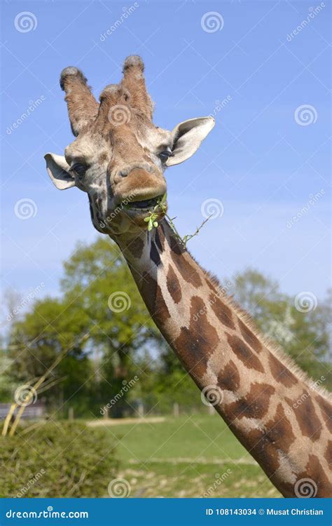 Portrait of Giraffe Eating a Grass Stock Photo - Image of ...