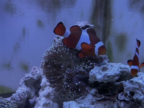 Heteractis Magnifica ShowOff! | Page 14 | Reef2Reef