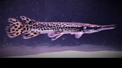 Are Alligator Gar Going Extinct? Top Answer Update - Chambazone.com