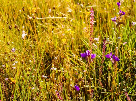 Grass Flower Field , Wildflowers Free Stock Photo - Public Domain Pictures