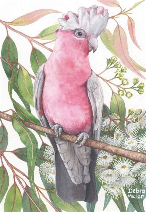 Pink Galah on White Gumblossoms Australian Native Bird Print | Etsy ...