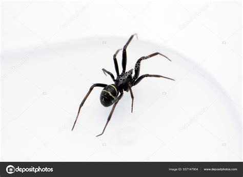 Steatoda Spider