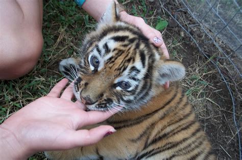 babytiger eating my sister | Animals, Funny, Cute