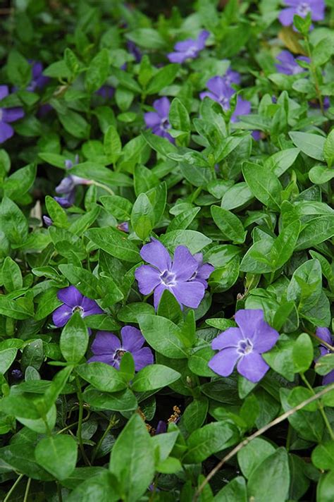 Bowles Minor Periwinkle - Calloway's Nursery