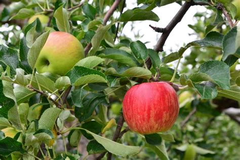 The Pacific Rose Apple Tree - Minneopa Orchards