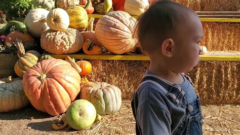 Avila Valley Barn Pumpkin Patch - YouTube