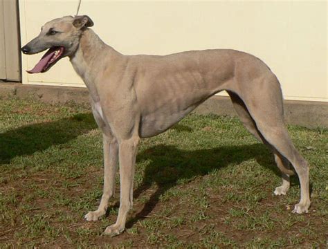 Greyhound Dog Breed » Information, Pictures, & More