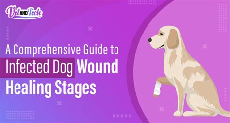 A Comprehensive Guide to Infected Dog Wound Healing Stages