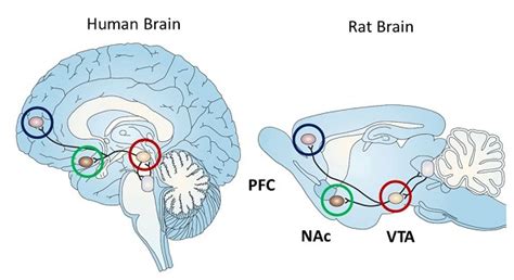 Reward Circuit in Human and Rat Brains | BioSerendipity