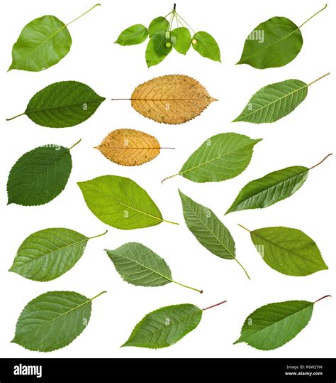 set of various leaves of prunus trees isolated Stock Photo - Alamy