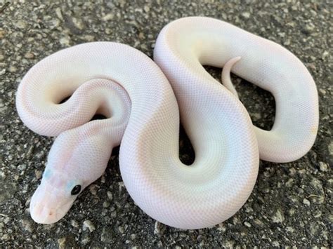 Black Eye Leucistic Ball Python for sale | Snakes at Sunset