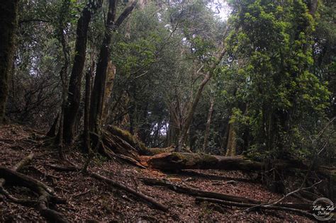 The Sacred Grove – Mawphlang, Meghalaya – Tell-a-Tale Studios