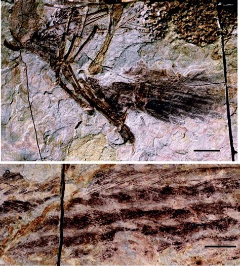 Feathers of Caudipteryx zoui, NGMC 97-4-A.a, Remiges of left arm. Scale ...