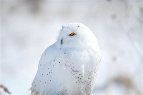 Camouflage: Snowy Owl by RedPangolin on DeviantArt