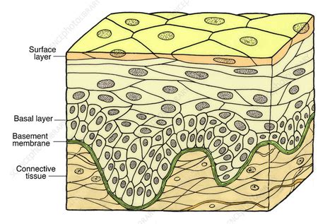 Stratified Squamous Epithelium - Stock Image - F031/5358 - Science Photo Library