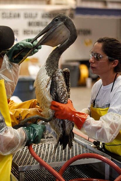 Gulf of Mexico BP oil leak: the latest pictures from the oil spill off the coast of Louisiana