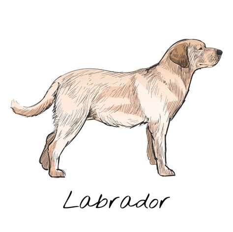 The best free Labrador vector images. Download from 64 free vectors of ...