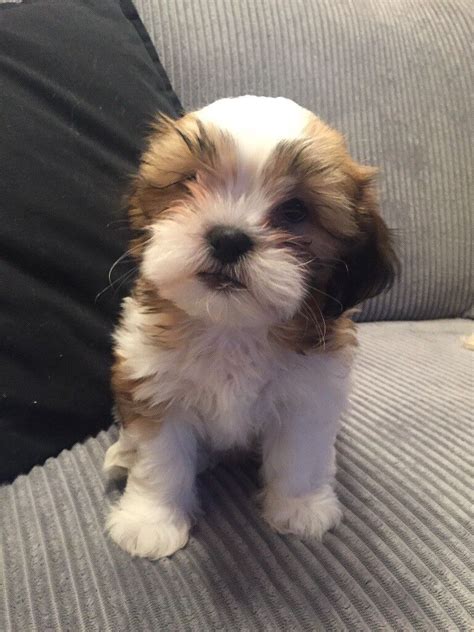 Shih Tzu X Bichon Frise Puppies For Sale | in Milton Keynes ...