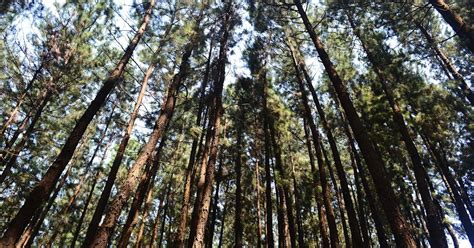 Photography & Me: Pine Forest at Vagamon