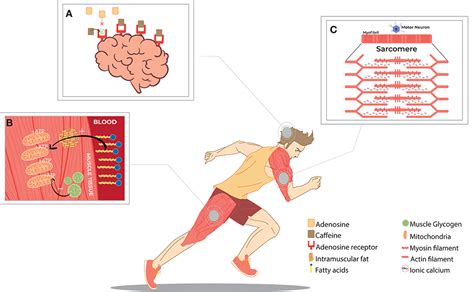 Frontiers | Caffeine and Exercise Performance: Possible Directions for Definitive Findings