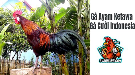 Gà cười Ayam Ketawa, giống gà cười Indonesia độc đáo