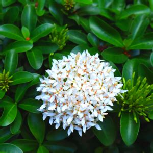 Buy ixora white - plant online at best prices - Setgreen | Hyderabad