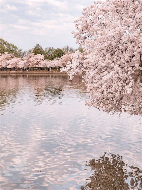 Tidal Basin Cherry Blossoms: Best Cherry Blossoms in DC - Live Love Run ...