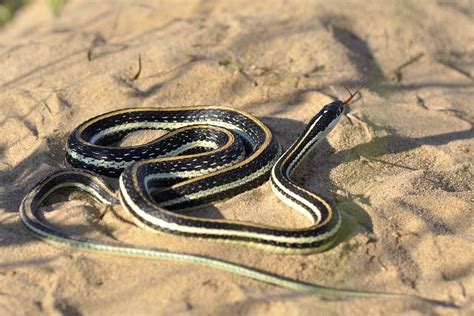 Western Ribbon Snake Facts and Pictures