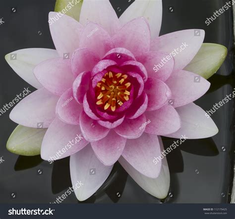 Lotus Flower Closeup Top View Stock Photo 112179425 | Shutterstock