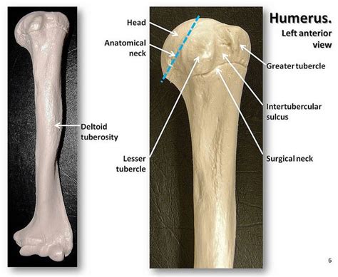 Humerus, anterior view with labels - Appendicular Skeleton Visual Atlas ...