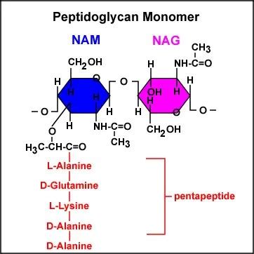 Peptidoglycan: Structure, Function • Microbe Online