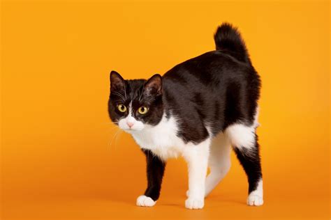 japanese bobtail | Japanese bobtail, Cat breeds, Bobtail cat