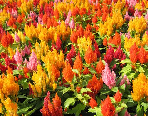 Celosia Mix (Green Leaf) | Bloom-Masters