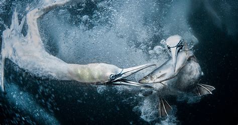 Glorious Gannet Portrait Wins World Nature Photography Awards - TRANSCOM