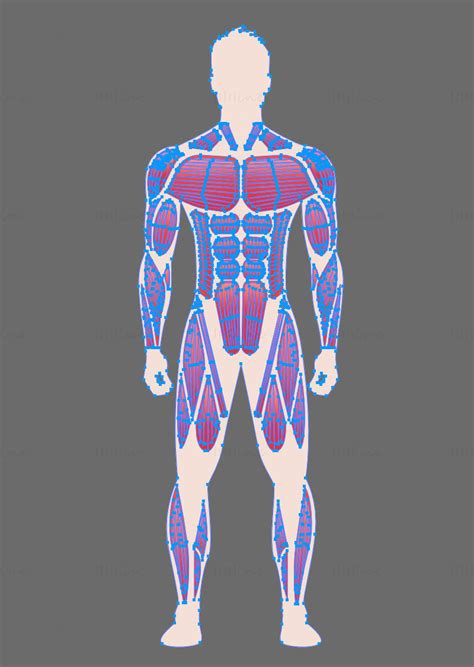 Human Full Body Muscles vector illustration