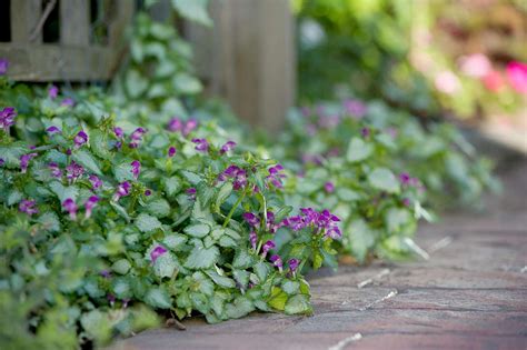 Groundcover That Grows in Shade - Back Gardener