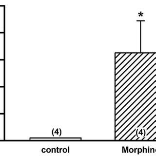 2 Intrathecal morphine infusion increases the expression of CXCL1 in... | Download Scientific ...