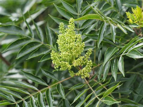 Winged Sumac - Louisiana Native Plant Society