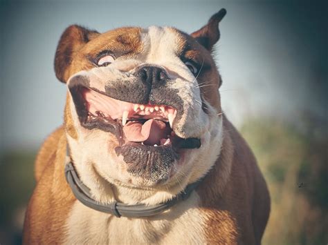 Are English Bulldogs Dangerous? | UKPets