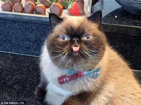 Ugly cats are posted on purrtacular website | Daily Mail Online