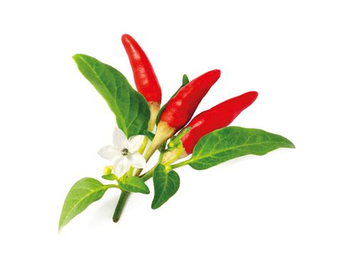 Red Hot Chili Pepper Plant Pods | Click & Grow