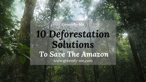 10 Deforestation Solutions to Save The Amazon - Greenify Me