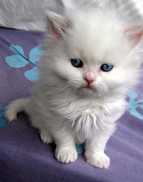 White Persian Kitten White persian kitten by More at - Catsincare.com ...