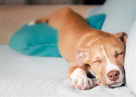 What Do Your Dog's Sleeping Positions Really Mean: The Truth Revealed