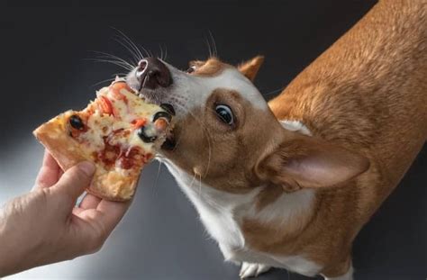 Can puppies eat cottage cheese?