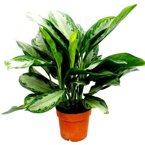 Populer 27+ Green Aglaonema