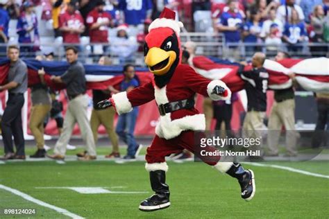 1,050 Arizona Cardinals Mascot Stock Photos, High-Res Pictures, and ...