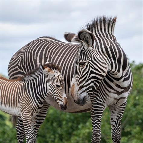 Second baby Grévy’s zebra born at West Midlands Safari Park | Express ...